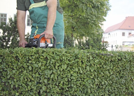 Hedge Cutting