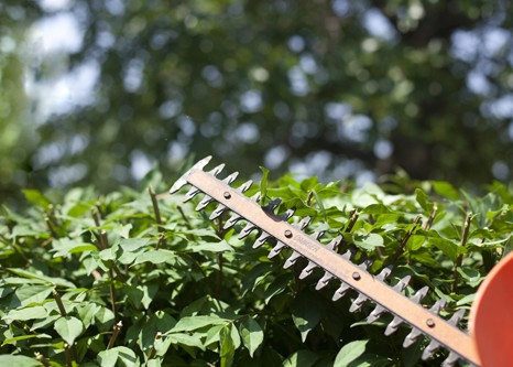 Hedge Cutting