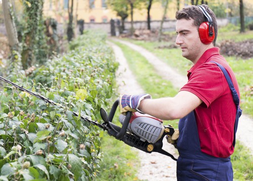 Hedge Cutting