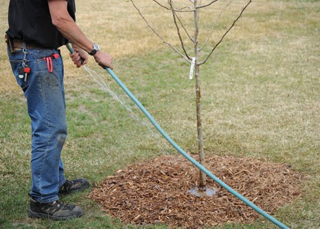 Garden Maintenance