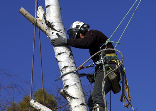 Tree Surgery