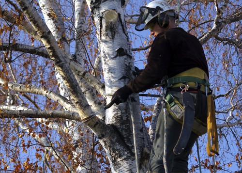 Tree Surgery