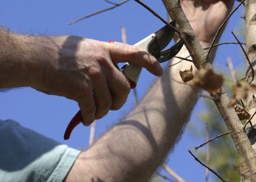 Tree Surgery