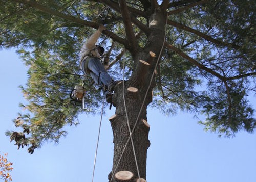 Tree Surgery